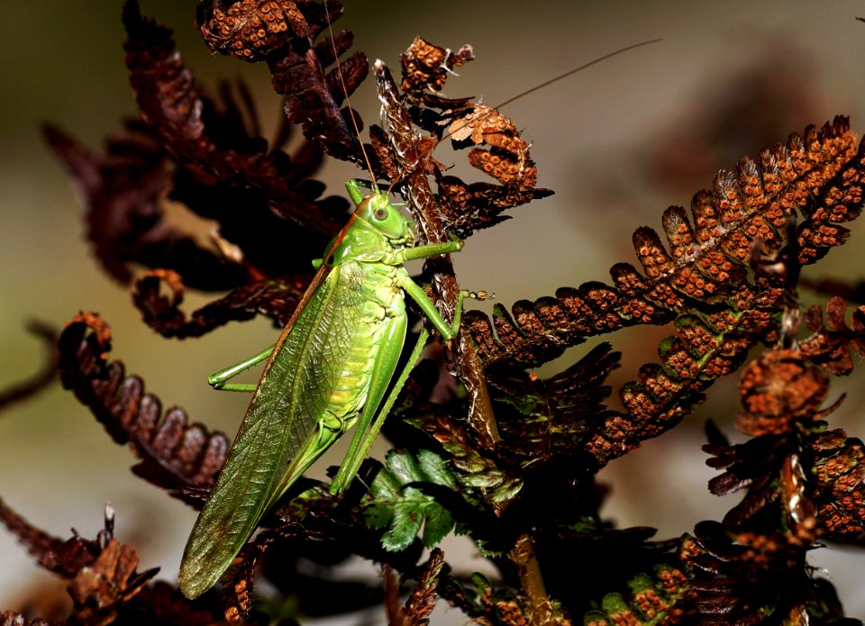 Insect Invertebrate Leaf Macro Photography photo