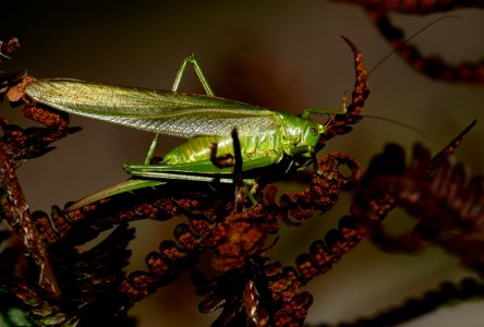 Insect Invertebrate Fauna Locust