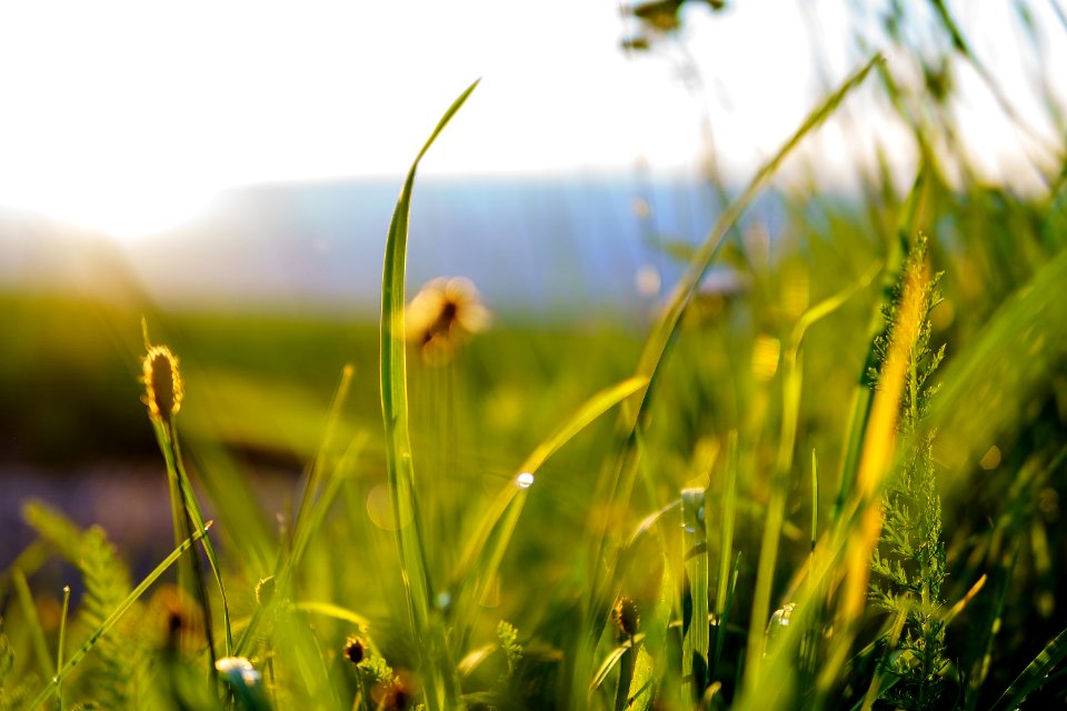 Grass Vegetation Ecosystem Grassland photo