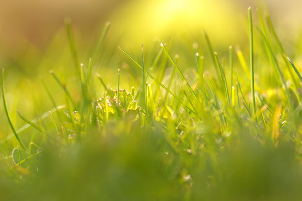 Green Grass Water Vegetation