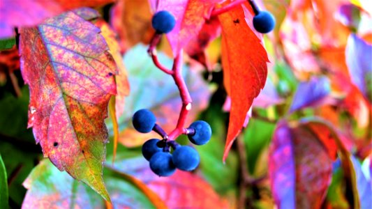 Leaf Flora Autumn Plant