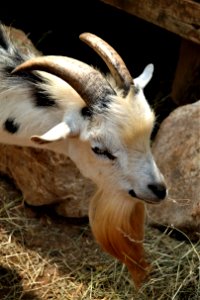 Horn Goats Fauna Goat photo