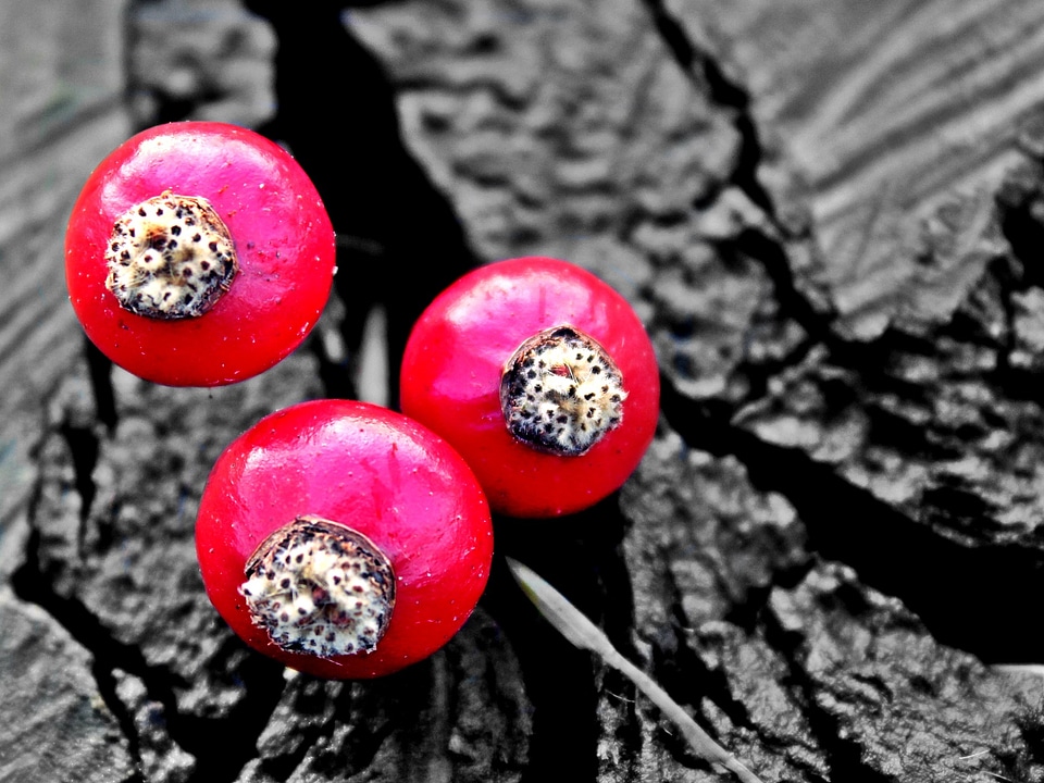 Fruit nature autumn