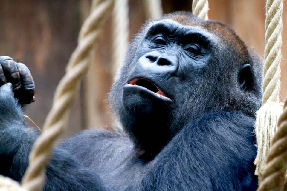 Great Ape Western Gorilla Mammal Primate