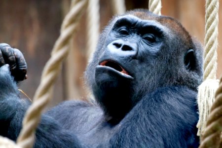 Great Ape Western Gorilla Mammal Primate