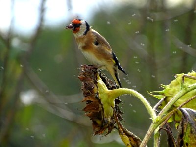 Bird Fauna Finch Beak photo