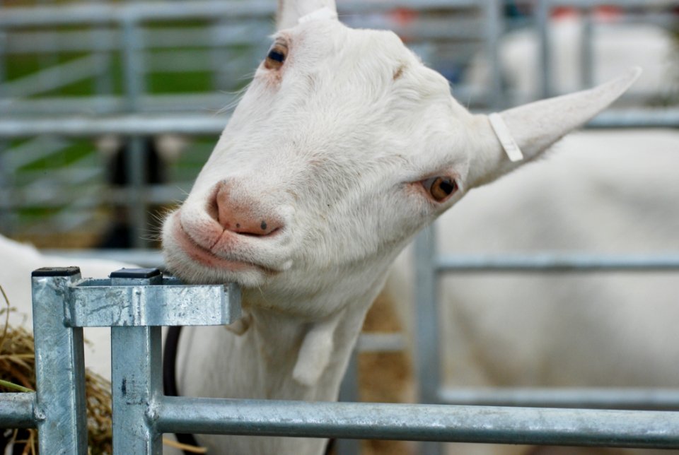Goats Goat Cow Goat Family Fauna