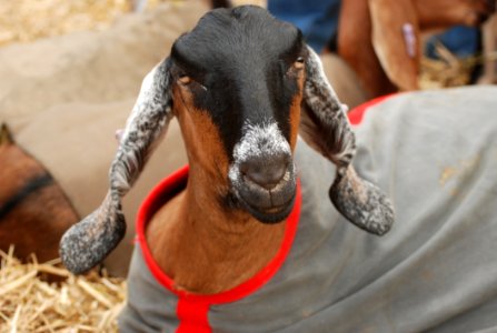 Goats Goat Livestock Cow Goat Family photo