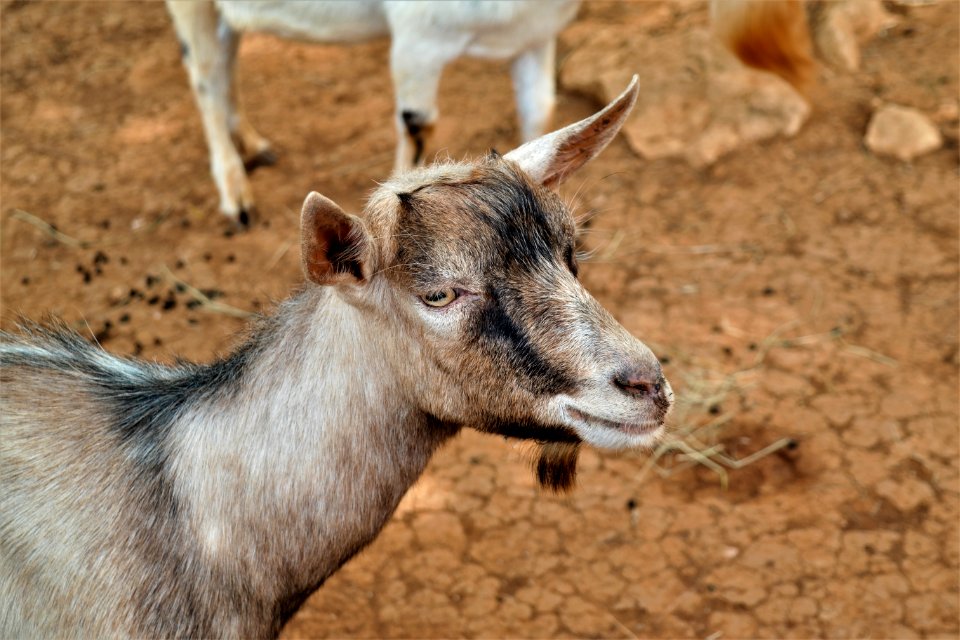 Goats Goat Horn Fauna