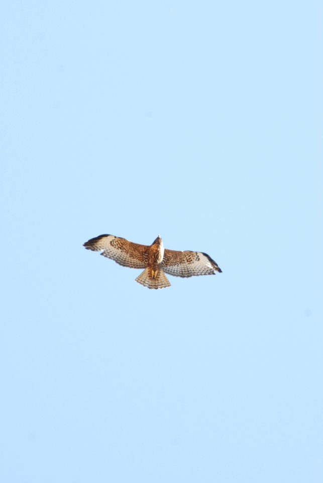 Bird Fauna Buzzard Accipitriformes
