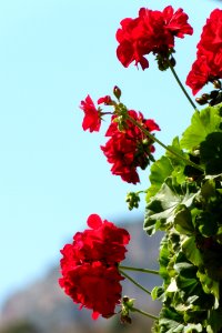 Flower Red Flowering Plant Plant