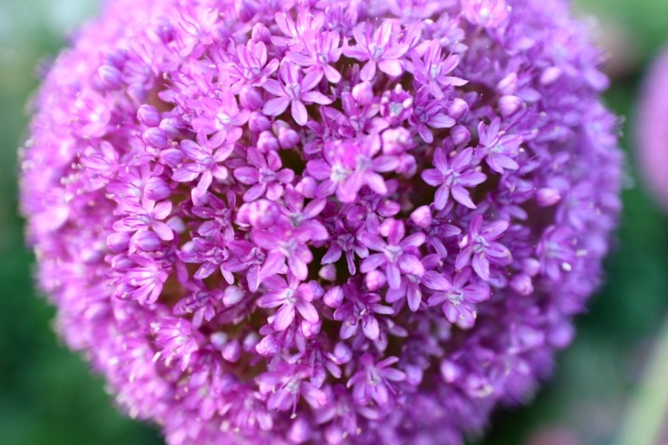 Flower Purple Plant Lilac photo
