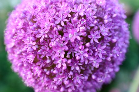 Flower Purple Plant Lilac