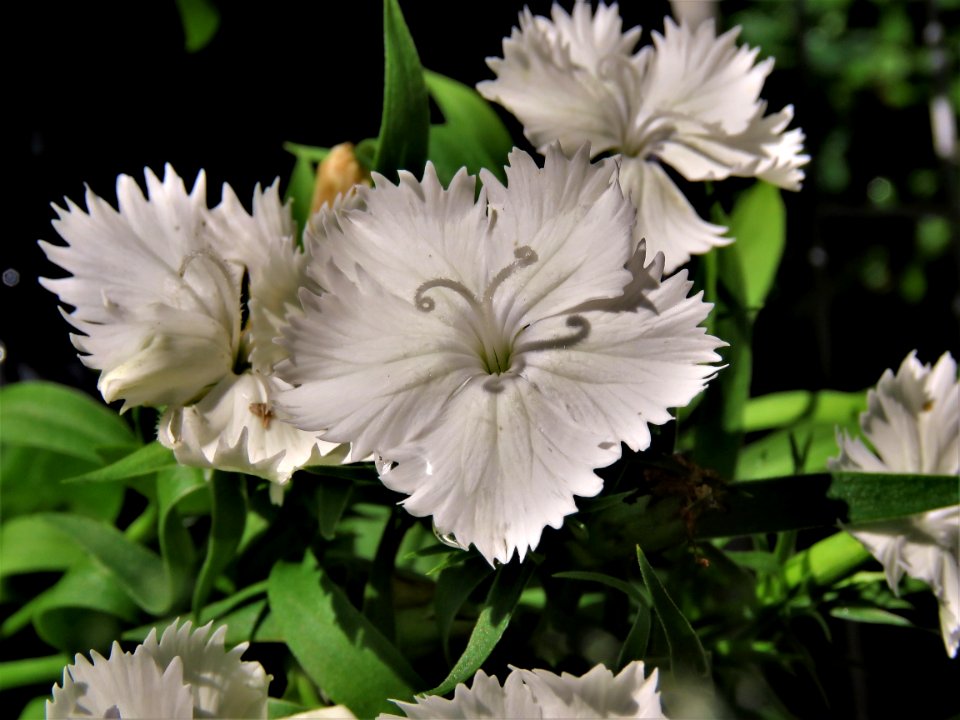 Flower Plant Flowering Plant Flora