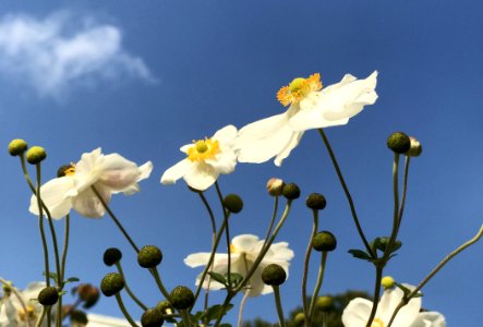 Flower Flora Yellow Sky