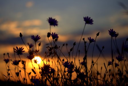 Sky Ecosystem Flower Wildflower photo
