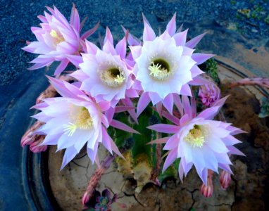 Plant Flowering Plant Flower Flora