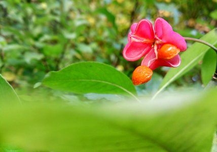 Flora Flower Plant Vegetation