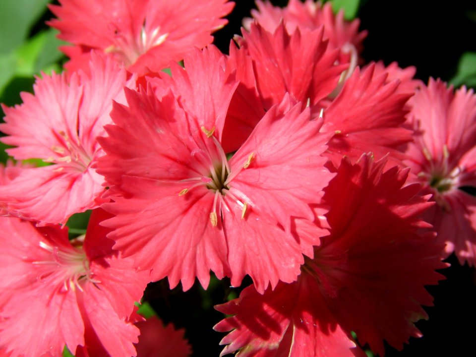 Flower Pink Plant Flowering Plant