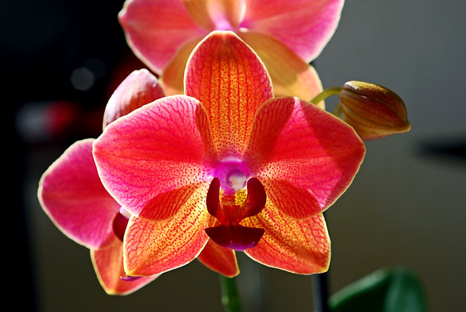 Flower Flora Flowering Plant Plant
