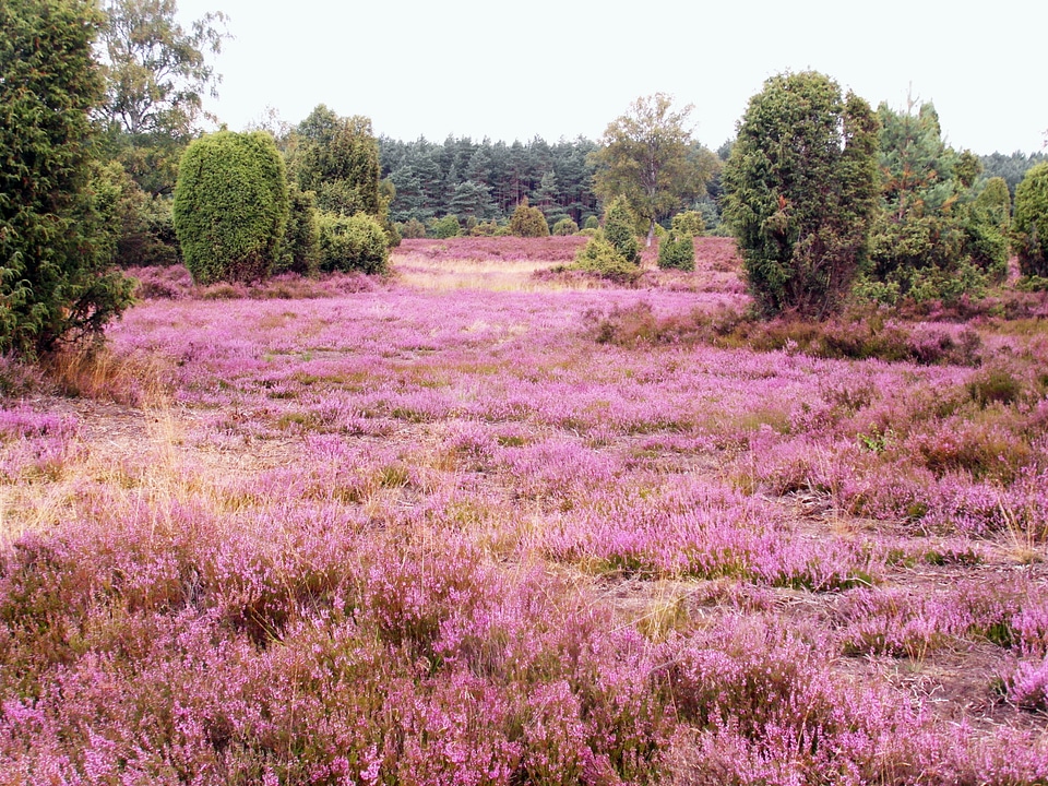 Lüneburg heathland pink