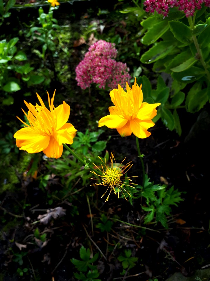 Flower Plant Flora Yellow