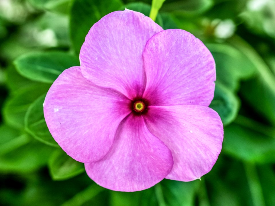 Flower Pink Flora Petal