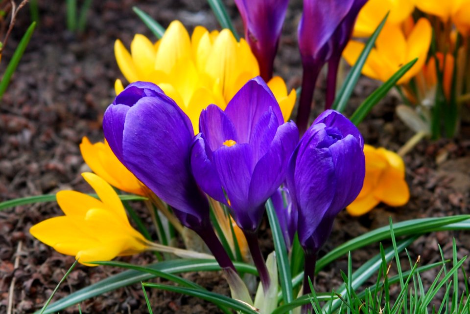 Flower Plant Crocus Flowering Plant