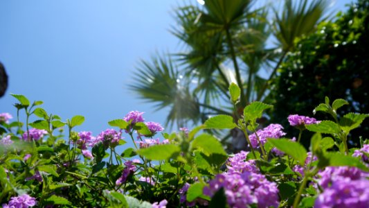Flower Plant Vegetation Flora