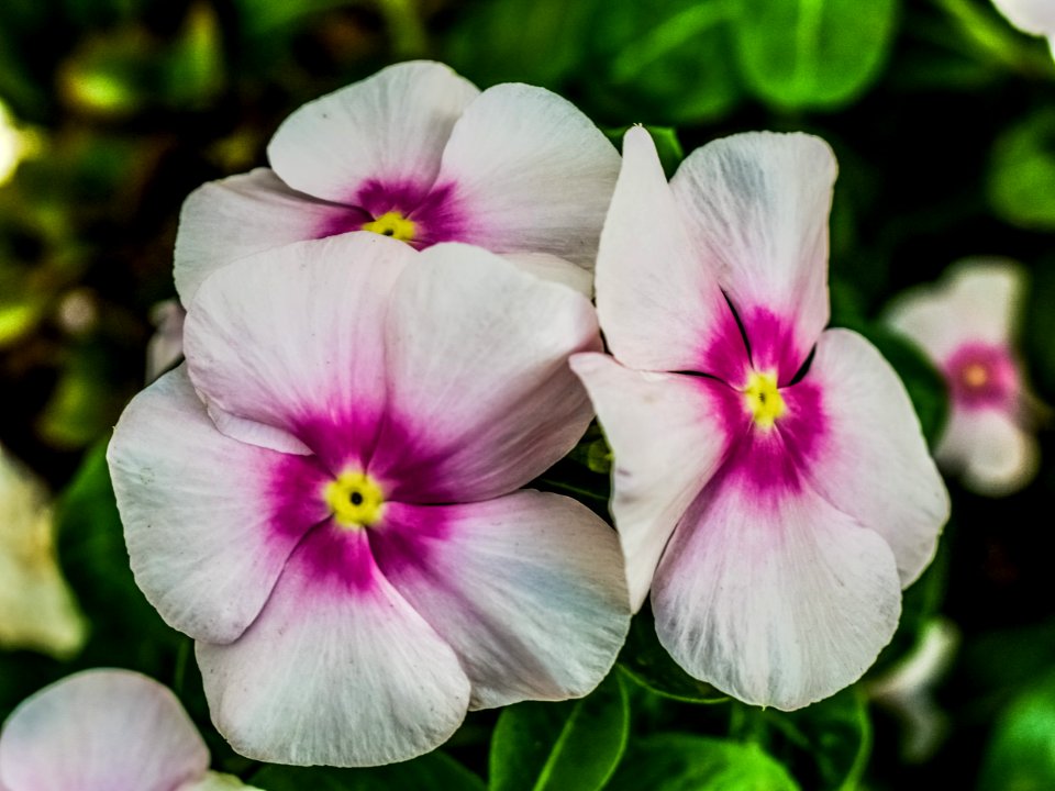 Flower Plant Flowering Plant Pansy