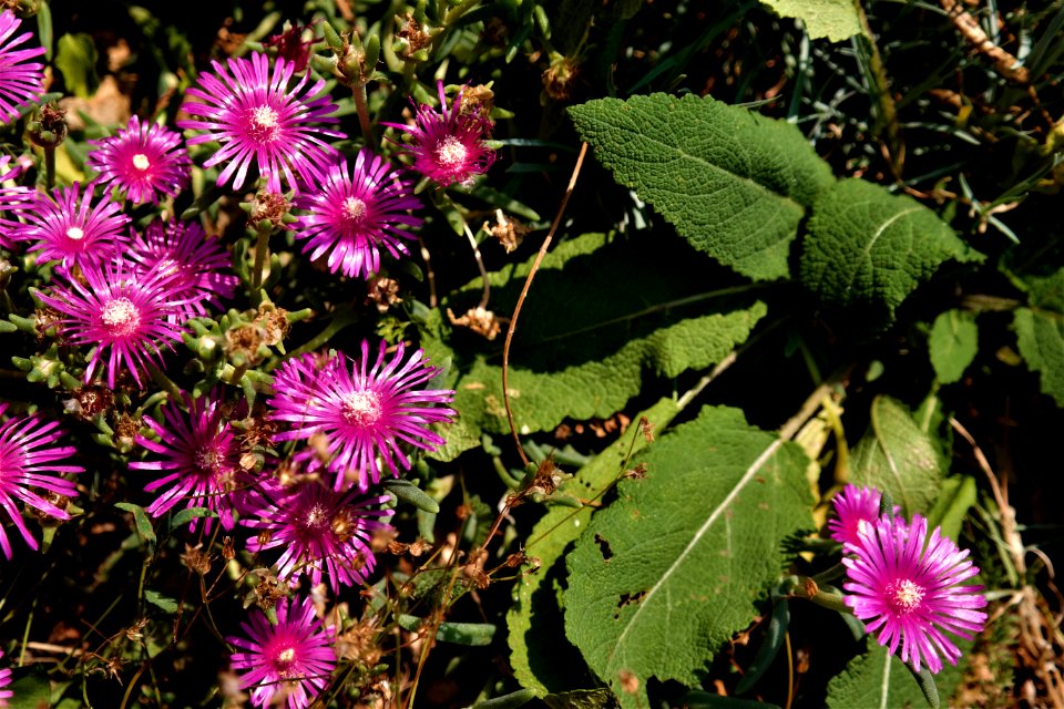 Flower Plant Flora Flowering Plant