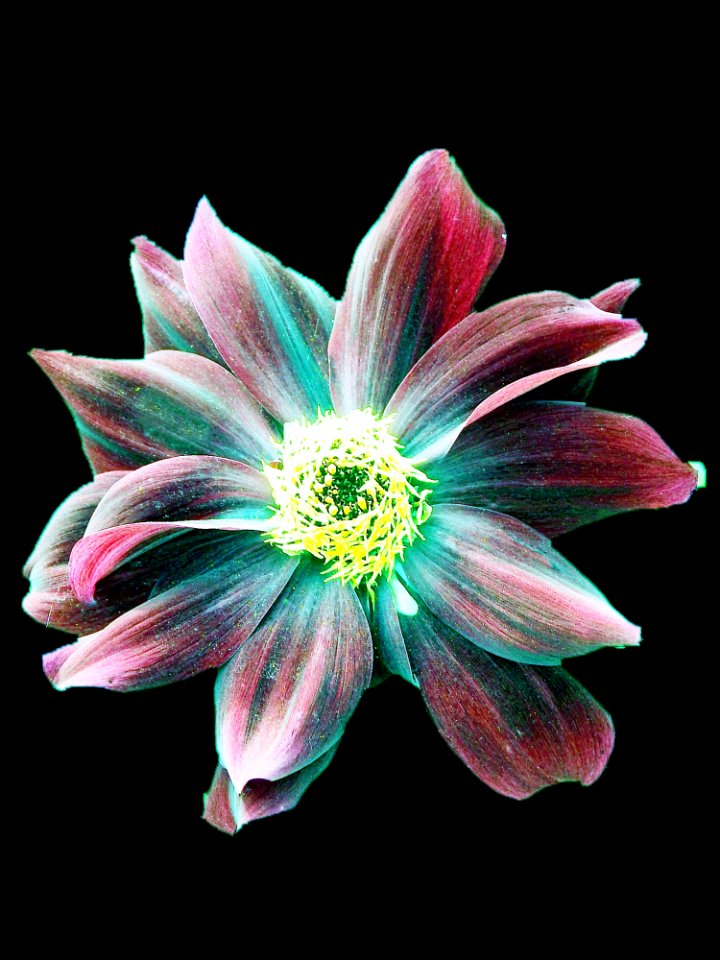 Flower Flora Petal Close Up