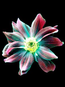 Flower Flora Petal Close Up