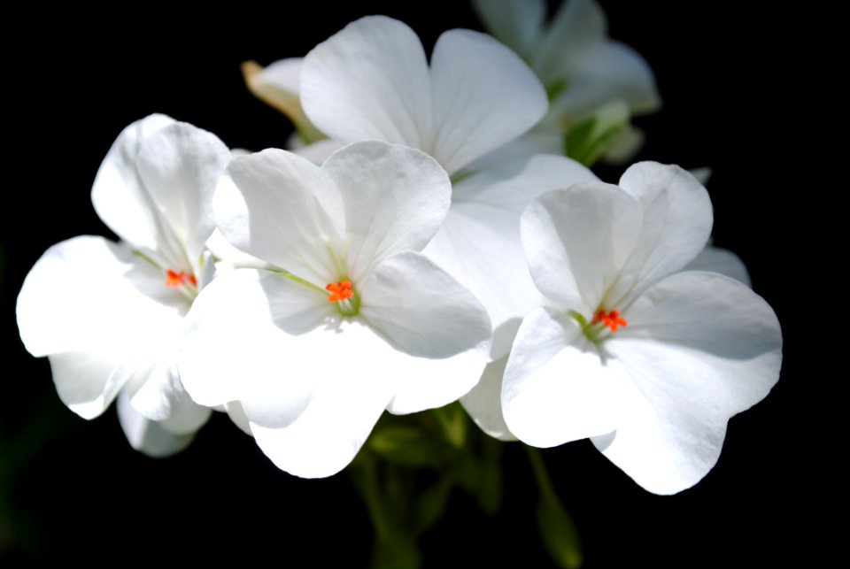Flower White Flora Wildflower
