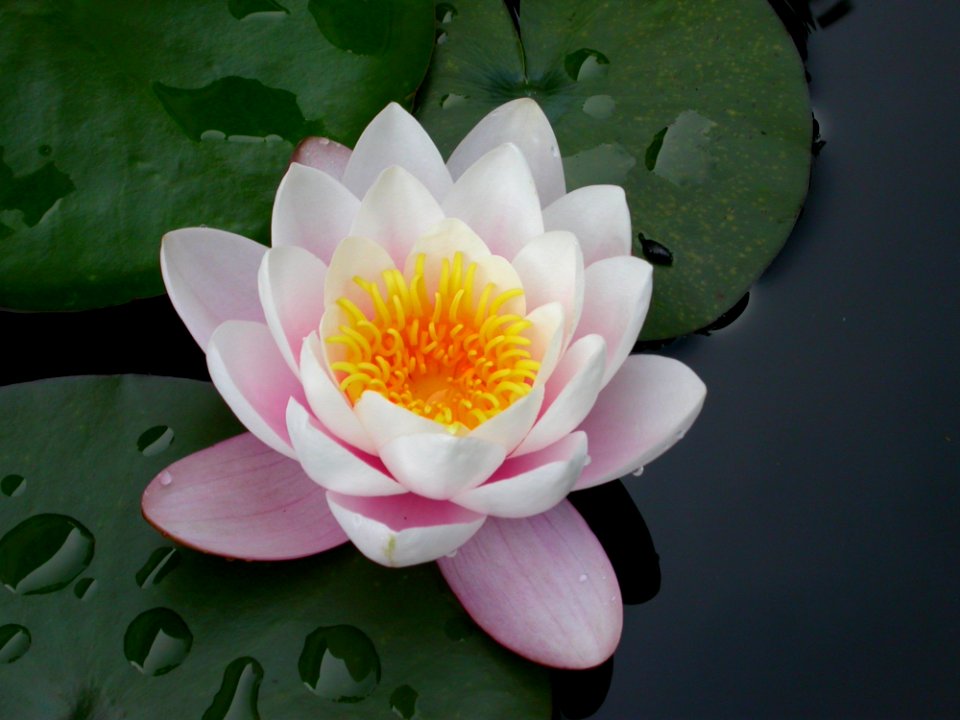 Flower Sacred Lotus Plant Aquatic Plant