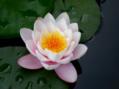 Flower Sacred Lotus Plant Aquatic Plant