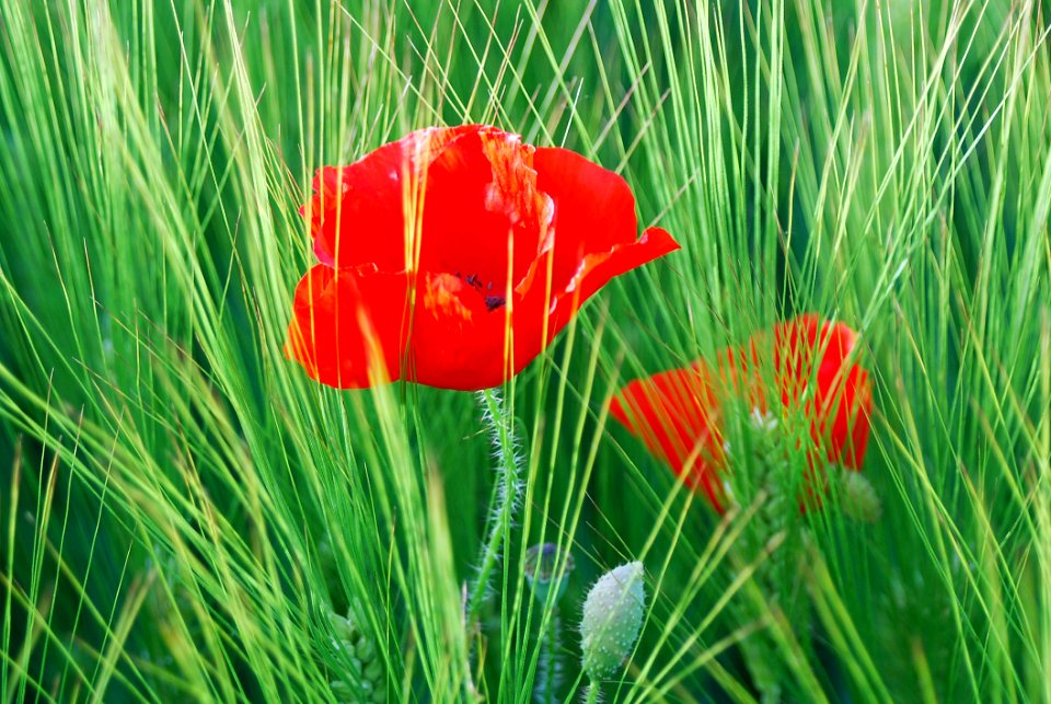 Vegetation Flower Field Wildflower