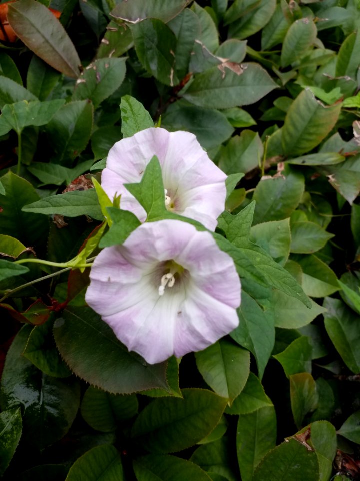 Plant Flower Morning Glory Family Moonflower