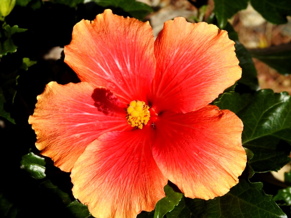 Flower Hibiscus Flowering Plant Chinese Hibiscus