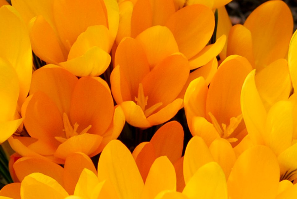 Flower Yellow Flowering Plant Orange