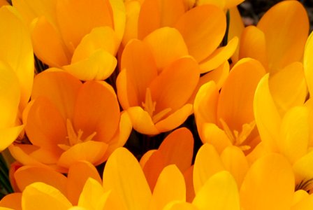 Flower Yellow Flowering Plant Orange photo