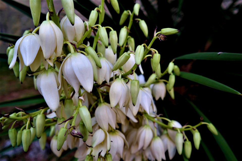 Flower Plant Flora Galanthus