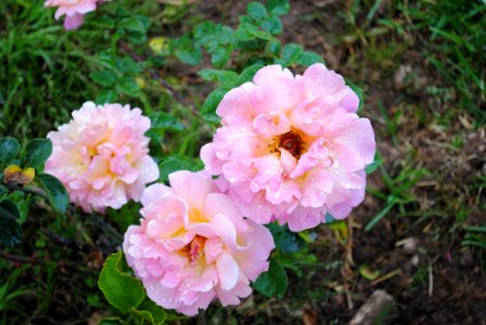 Flower Pink Rose Family Plant photo