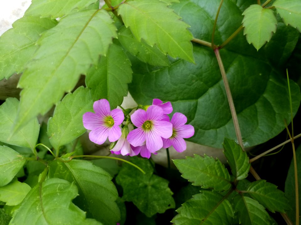 Flower Plant Flowering Plant Subshrub