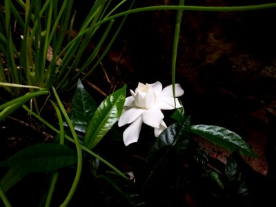 Plant Flower Flora Flowering Plant