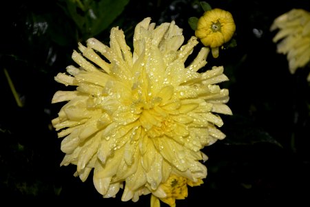 Flower Yellow Flora Chrysanths photo