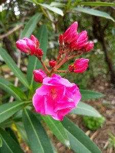 Plant Flower Flora Flowering Plant