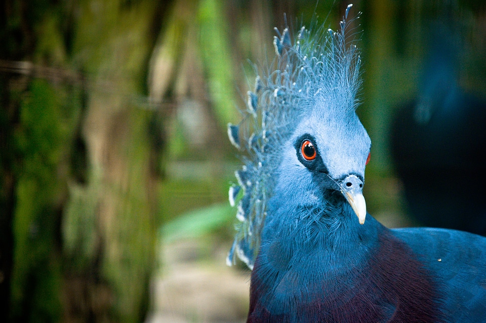Animal blue forest
