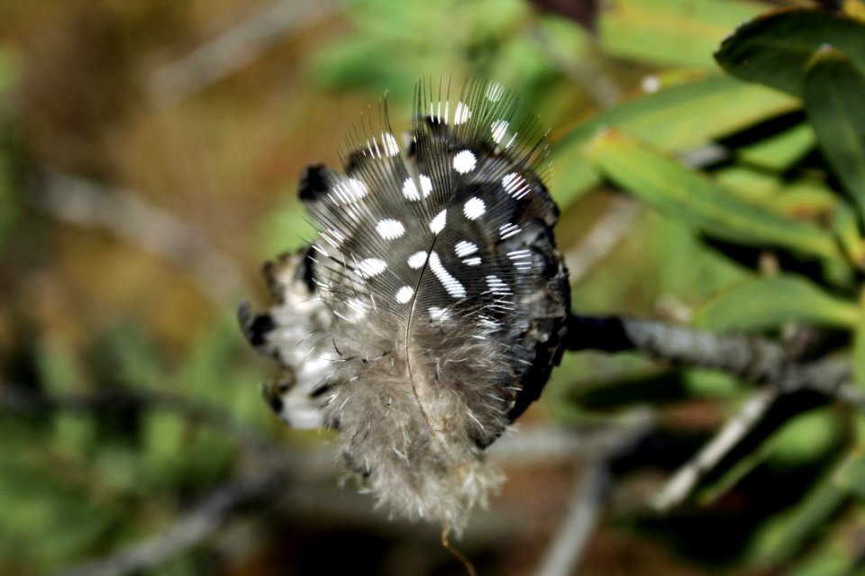 Insect Moths And Butterflies Invertebrate Macro Photography