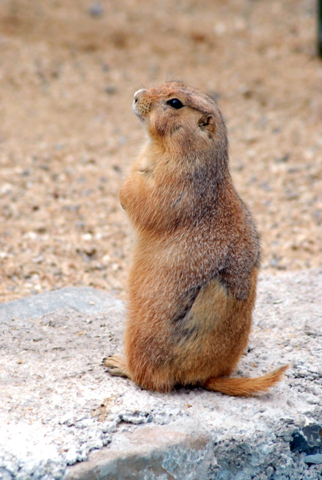 Prairie Dog Mammal Fauna Squirrel